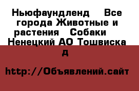 Ньюфаундленд  - Все города Животные и растения » Собаки   . Ненецкий АО,Тошвиска д.